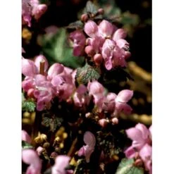 Plettet Tvetand 'Shell Pink' Lamium Maculatum 'Shell Pink' 10 Cm. Potte -Montoz Butik mi3199 lamium maculatum shell pink fbb5