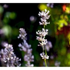 Lavendel 'Rosea' Lavandula Angustifolia 'Rosea' 10 Cm. Potte 8 Lavendel 'Rosea' Lavandula Angustifolia 'Rosea' 10 Cm. Potte -Montoz Butik mi3216 lavandula angustifolia rosea 3eb7