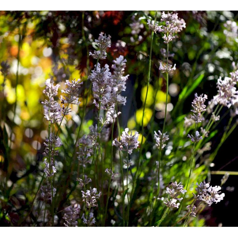 Lavendel 'Rosea' Lavandula Angustifolia 'Rosea' 10 Cm. Potte 3 Lavendel 'Rosea' Lavandula Angustifolia 'Rosea' 10 Cm. Potte