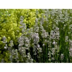 Lavendel 'Rosea' Lavandula Angustifolia 'Rosea' 10 Cm. Potte 9 Lavendel 'Rosea' Lavandula Angustifolia 'Rosea' 10 Cm. Potte -Montoz Butik mi3216 lavandula angustifolia rosea f3d9