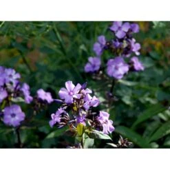 Høstfloks 'Blue Paradise' Phlox Paniculata 'Blue Paradise' 1 Liter Potte 11 Høstfloks 'Blue Paradise' Phlox Paniculata 'Blue Paradise' 1 Liter Potte -Montoz Butik mi3222 phlox paniculata blue paradise 45a0