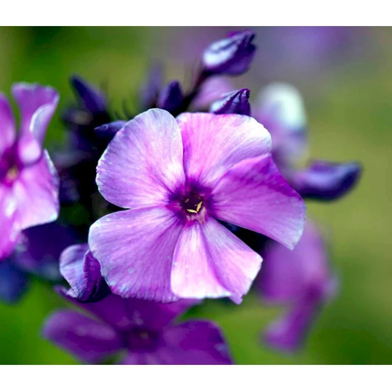 Høstfloks 'Blue Paradise' Phlox Paniculata 'Blue Paradise' 1 Liter Potte 3 Høstfloks 'Blue Paradise' Phlox Paniculata 'Blue Paradise' 1 Liter Potte