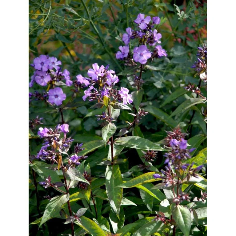 Høstfloks 'Blue Paradise' Phlox Paniculata 'Blue Paradise' 1 Liter Potte 6 Høstfloks 'Blue Paradise' Phlox Paniculata 'Blue Paradise' 1 Liter Potte - Billede 4