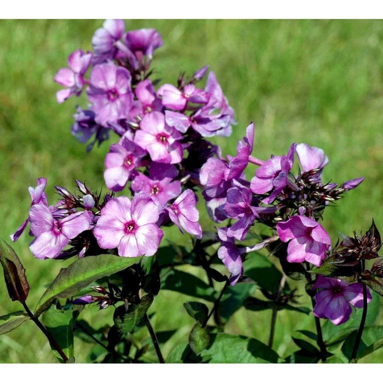 Høstfloks 'Blue Paradise' Phlox Paniculata 'Blue Paradise' 1 Liter Potte 5 Høstfloks 'Blue Paradise' Phlox Paniculata 'Blue Paradise' 1 Liter Potte - Billede 3