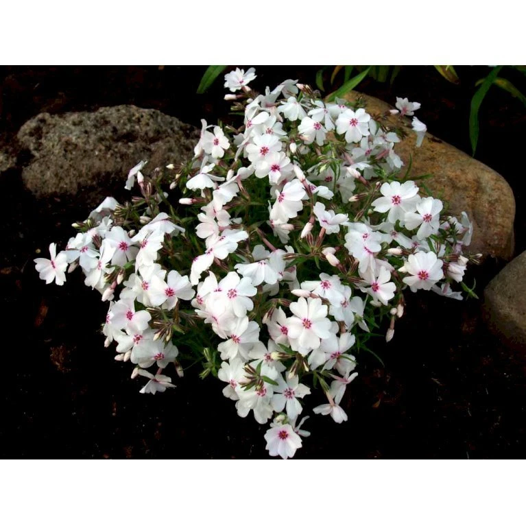 Lyngfloks 'Amazing Grace' Phlox Subulata 'Amazing Grace' 10 Cm. Potte 5 Lyngfloks 'Amazing Grace' Phlox Subulata 'Amazing Grace' 10 Cm. Potte - Billede 3