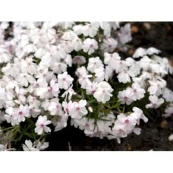 Lyngfloks 'Amazing Grace' Phlox Subulata 'Amazing Grace' 10 Cm. Potte 9 Lyngfloks 'Amazing Grace' Phlox Subulata 'Amazing Grace' 10 Cm. Potte -Montoz Butik mi3224 phlox subulata amazing grace a557