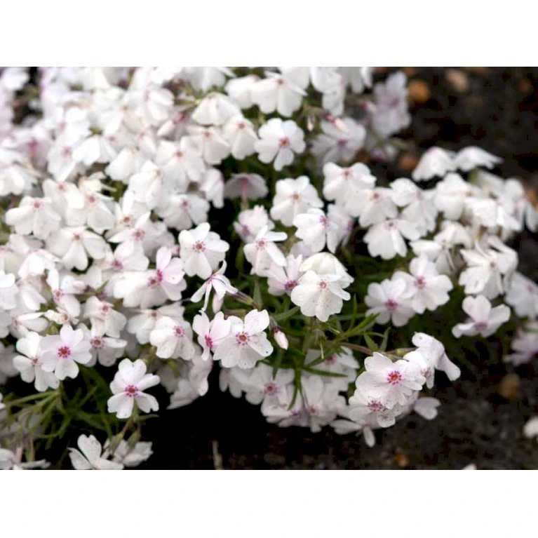 Lyngfloks 'Amazing Grace' Phlox Subulata 'Amazing Grace' 10 Cm. Potte 6 Lyngfloks 'Amazing Grace' Phlox Subulata 'Amazing Grace' 10 Cm. Potte - Billede 4