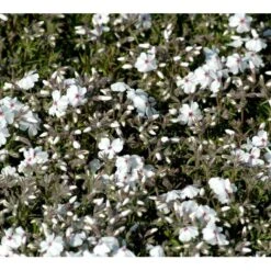 Lyngfloks 'Amazing Grace' Phlox Subulata 'Amazing Grace' 10 Cm. Potte