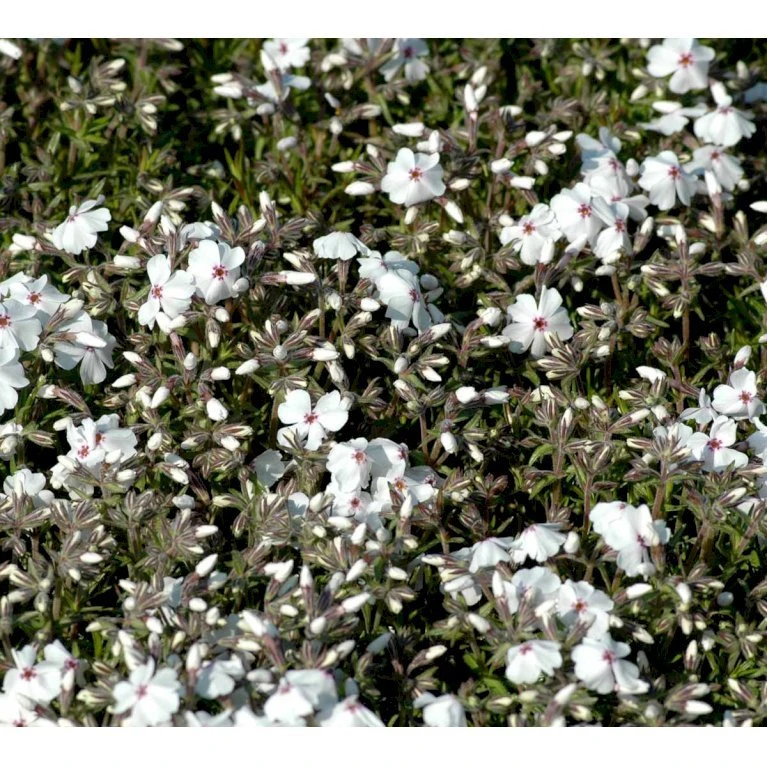 Lyngfloks 'Amazing Grace' Phlox Subulata 'Amazing Grace' 10 Cm. Potte 3 Lyngfloks 'Amazing Grace' Phlox Subulata 'Amazing Grace' 10 Cm. Potte