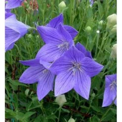 Ballonklokke 'Fuji Blue' Platycodon Grandiflorus 'Fuji Blue' 10 Cm. Potte -Montoz Butik mi3229 platycodon grandiflorus fuji blue 9350