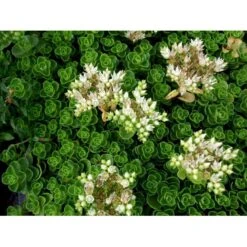 Rød Stenurt 'Album Superbum' Sedum Spurium 'Album Superbum' 10 Cm. Potte 9 Rød Stenurt 'Album Superbum' Sedum Spurium 'Album Superbum' 10 Cm. Potte -Montoz Butik mi3237 sedum spurium album superbum 39ff