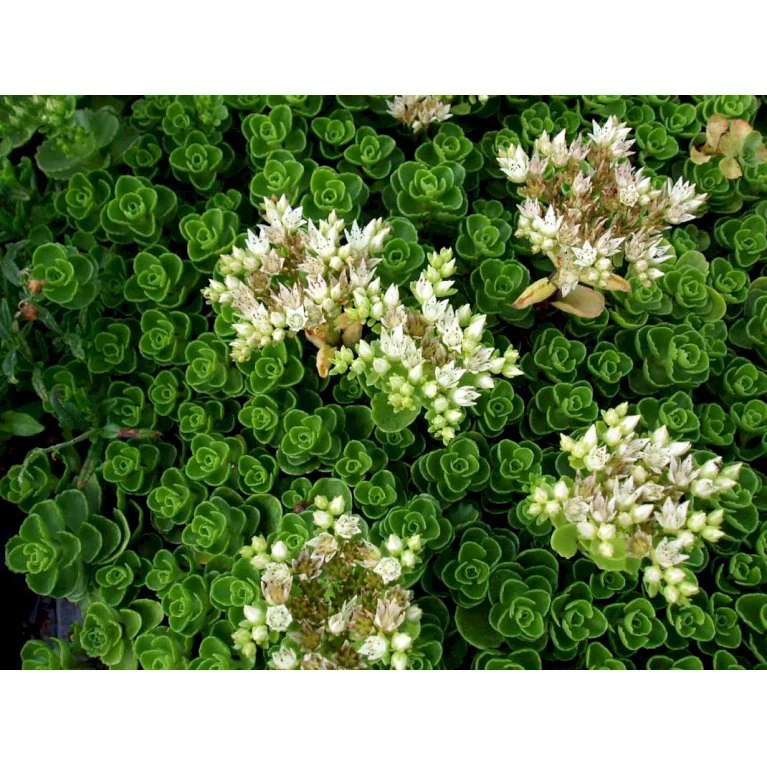 Rød Stenurt 'Album Superbum' Sedum Spurium 'Album Superbum' 10 Cm. Potte 6 Rød Stenurt 'Album Superbum' Sedum Spurium 'Album Superbum' 10 Cm. Potte - Billede 4