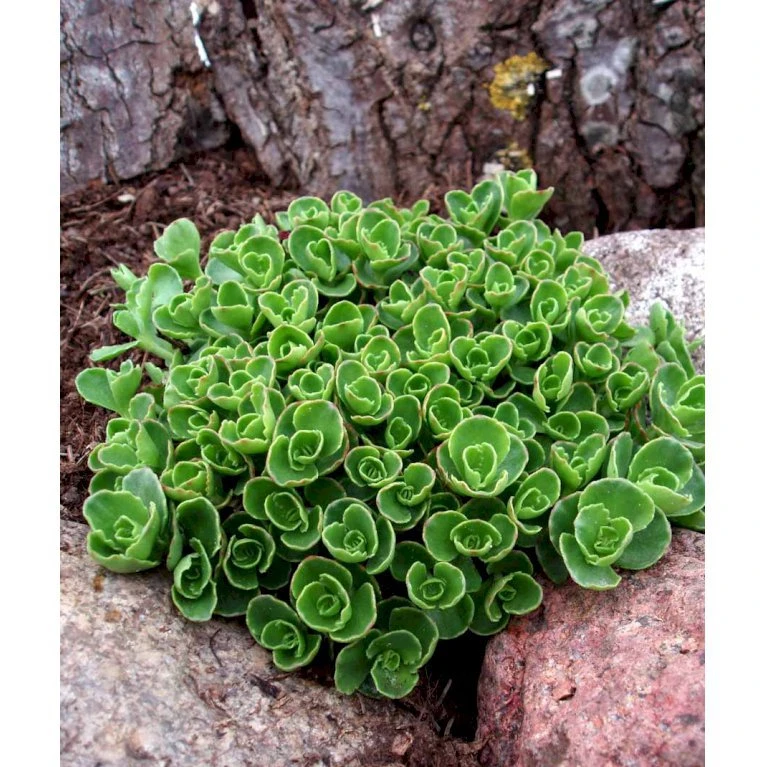 Rød Stenurt 'Album Superbum' Sedum Spurium 'Album Superbum' 10 Cm. Potte 5 Rød Stenurt 'Album Superbum' Sedum Spurium 'Album Superbum' 10 Cm. Potte - Billede 3