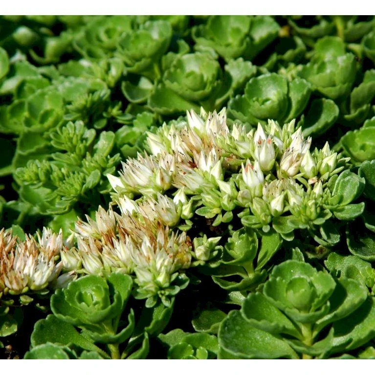 Rød Stenurt 'Album Superbum' Sedum Spurium 'Album Superbum' 10 Cm. Potte 3 Rød Stenurt 'Album Superbum' Sedum Spurium 'Album Superbum' 10 Cm. Potte