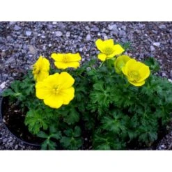 Dværg-Engblomme Trollius Pumilus 1 Liter Potte -Montoz Butik mi3253 trollius pumilus 26a2
