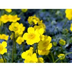 Dværg-Engblomme Trollius Pumilus 1 Liter Potte -Montoz Butik mi3253 trollius pumilus 5900