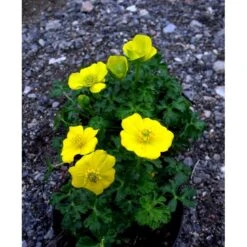 Dværg-Engblomme Trollius Pumilus 1 Liter Potte -Montoz Butik mi3253 trollius pumilus b639