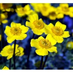 Dværg-Engblomme Trollius Pumilus 1 Liter Potte -Montoz Butik mi3253 trollius pumilus c60e