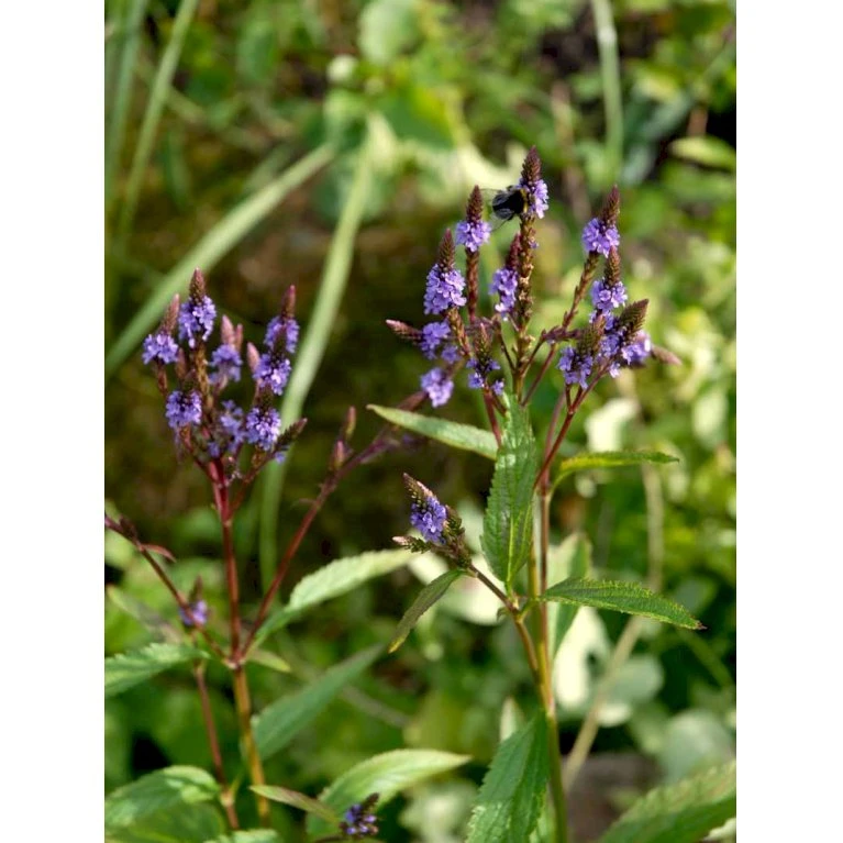 Spyd-Jernurt Verbena Hastata 1 Liter Potte 5 Spyd-Jernurt Verbena Hastata 1 Liter Potte - Billede 3