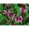 Spyd-Jernurt 'Pink Spires' Verbena Hastata 'Pink Spires' 1 Liter Potte