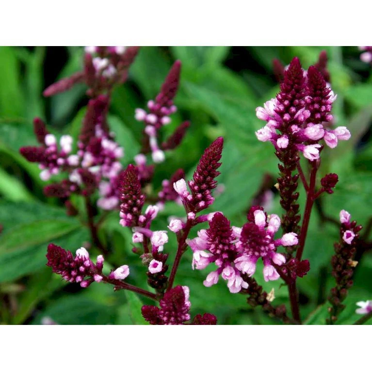 Spyd-Jernurt 'Pink Spires' Verbena Hastata 'Pink Spires' 1 Liter Potte 3 Spyd-Jernurt 'Pink Spires' Verbena Hastata 'Pink Spires' 1 Liter Potte