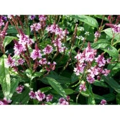 Spyd-Jernurt 'Pink Spires' Verbena Hastata 'Pink Spires' 1 Liter Potte 7 Spyd-Jernurt 'Pink Spires' Verbena Hastata 'Pink Spires' 1 Liter Potte -Montoz Butik mi3257 verbena hastata pink spires fc56