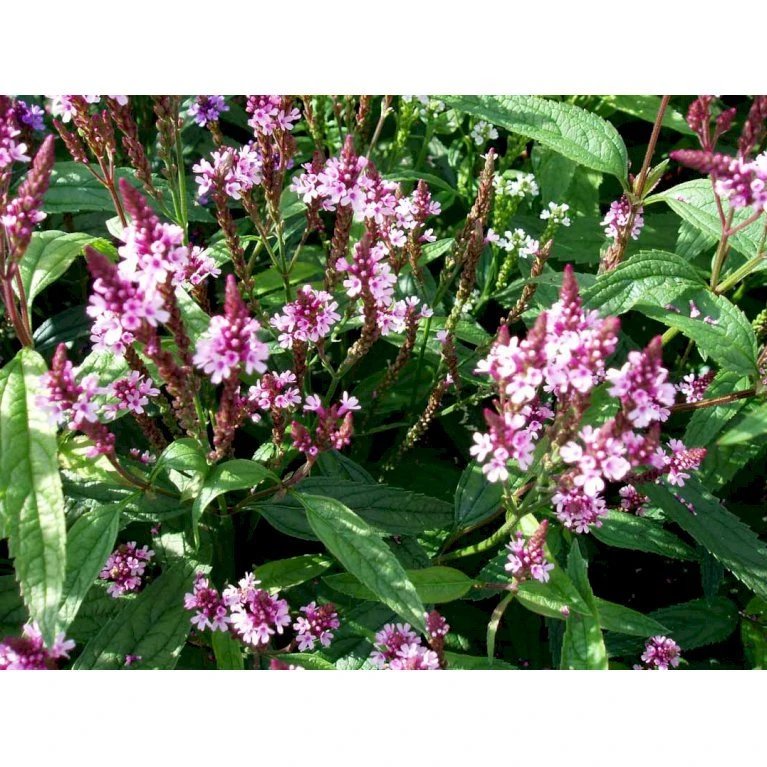 Spyd-Jernurt 'Pink Spires' Verbena Hastata 'Pink Spires' 1 Liter Potte 5 Spyd-Jernurt 'Pink Spires' Verbena Hastata 'Pink Spires' 1 Liter Potte - Billede 3