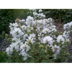 Nøgleklokke 'Schneekrone' Campanula Glomerata 'Schneekrone' 1 Liter Potte -Montoz Butik mi3267 campanula glomerata schneekrone 61ac