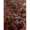 Rød Berberis Til Hæk Berberis Thunbergii 'Atropurpurea' Solitær Busk 125-150 Cm., Med Klump -Montoz Butik mi326 berberis thunbergii atropurpurea 4a0d