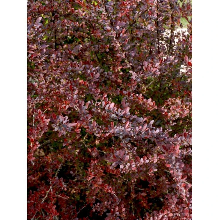 Rød Berberis Til Hæk Berberis Thunbergii 'Atropurpurea' Solitær Busk 125-150 Cm., Med Klump 3 Rød Berberis Til Hæk Berberis Thunbergii 'Atropurpurea' Solitær Busk 125-150 Cm., Med Klump