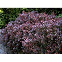 Rød Berberis Til Hæk Berberis Thunbergii 'Atropurpurea' Solitær Busk 125-150 Cm., Med Klump 7 Rød Berberis Til Hæk Berberis Thunbergii 'Atropurpurea' Solitær Busk 125-150 Cm., Med Klump -Montoz Butik mi326 berberis thunbergii atropurpurea d273