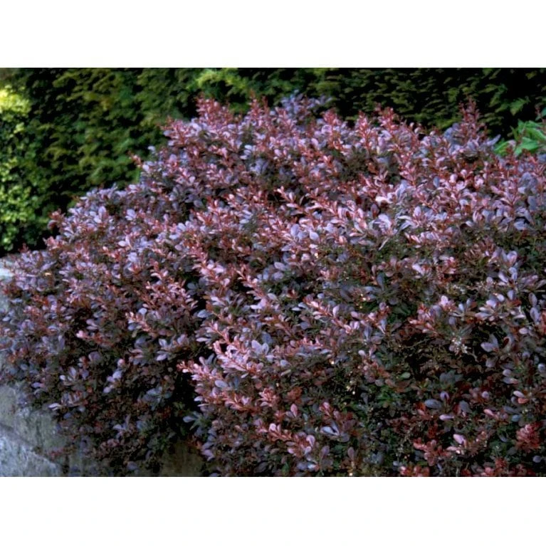 Rød Berberis Til Hæk Berberis Thunbergii 'Atropurpurea' Solitær Busk 125-150 Cm., Med Klump 5 Rød Berberis Til Hæk Berberis Thunbergii 'Atropurpurea' Solitær Busk 125-150 Cm., Med Klump - Billede 3