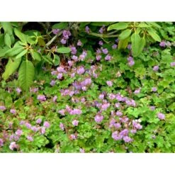 Engelsk Storkenæb 'Karmina' Geranium Cantabrigiense 'Karmina' 10 Cm. Potte -Montoz Butik mi3271 geranium cantabrigiense karmina 2b78