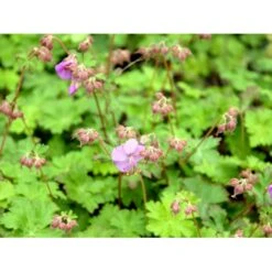 Engelsk Storkenæb 'Karmina' Geranium Cantabrigiense 'Karmina' 10 Cm. Potte -Montoz Butik mi3271 geranium cantabrigiense karmina 7ecf