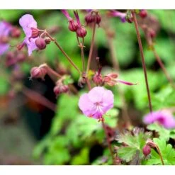 Engelsk Storkenæb 'Karmina' Geranium Cantabrigiense 'Karmina' 10 Cm. Potte -Montoz Butik mi3271 geranium cantabrigiense karmina 9da2