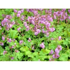 Engelsk Storkenæb 'Karmina' Geranium Cantabrigiense 'Karmina' 10 Cm. Potte -Montoz Butik mi3271 geranium cantabrigiense karmina aeed