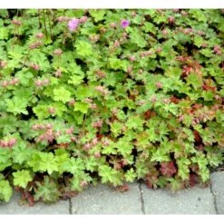 Engelsk Storkenæb 'Karmina' Geranium Cantabrigiense 'Karmina' 10 Cm. Potte -Montoz Butik mi3271 geranium cantabrigiense karmina f688