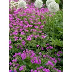 Storkenæb 'Patricia' Geranium Hybrid 'Patricia' 1 Liter Potte -Montoz Butik mi3278 geranium hybrid patricia 41a1