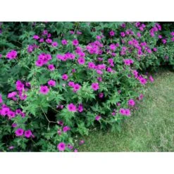 Storkenæb 'Patricia' Geranium Hybrid 'Patricia' 1 Liter Potte -Montoz Butik mi3278 geranium hybrid patricia 458b