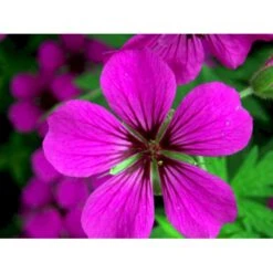 Storkenæb 'Patricia' Geranium Hybrid 'Patricia' 1 Liter Potte -Montoz Butik mi3278 geranium hybrid patricia 4c59