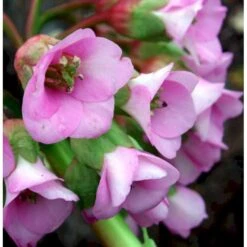 Kæmpestenbræk 'Baby Doll' Bergenia Cordifolia 'Baby Doll' 1 Liter Potte 11 Kæmpestenbræk 'Baby Doll' Bergenia Cordifolia 'Baby Doll' 1 Liter Potte -Montoz Butik mi327 bergenia baby doll 3820