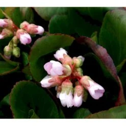 Kæmpestenbræk 'Baby Doll' Bergenia Cordifolia 'Baby Doll' 1 Liter Potte 9 Kæmpestenbræk 'Baby Doll' Bergenia Cordifolia 'Baby Doll' 1 Liter Potte -Montoz Butik mi327 bergenia baby doll 8194