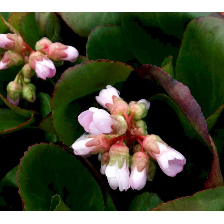 Kæmpestenbræk 'Baby Doll' Bergenia Cordifolia 'Baby Doll' 1 Liter Potte 5 Kæmpestenbræk 'Baby Doll' Bergenia Cordifolia 'Baby Doll' 1 Liter Potte - Billede 3
