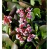 Kæmpestenbræk 'Baby Doll' Bergenia Cordifolia 'Baby Doll' 1 Liter Potte 1 Kæmpestenbræk 'Baby Doll' Bergenia Cordifolia 'Baby Doll' 1 Liter Potte -Montoz Butik mi327 bergenia baby doll e271