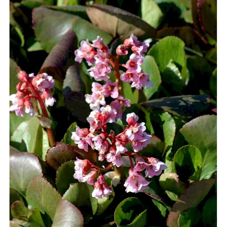 Kæmpestenbræk 'Baby Doll' Bergenia Cordifolia 'Baby Doll' 1 Liter Potte 3 Kæmpestenbræk 'Baby Doll' Bergenia Cordifolia 'Baby Doll' 1 Liter Potte