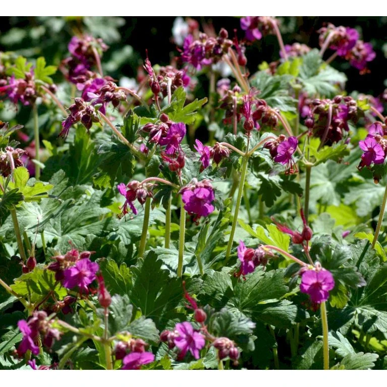 Storrodet Storkenæb 'Bevan's Variety' Geranium Macrorrhizum 'Bevan's Variety' 10 Cm. Potte 3 Storrodet Storkenæb 'Bevan's Variety' Geranium Macrorrhizum 'Bevan's Variety' 10 Cm. Potte