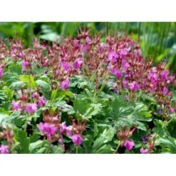 Storrodet Storkenæb 'Bevan's Variety' Geranium Macrorrhizum 'Bevan's Variety' 10 Cm. Potte 13 Storrodet Storkenæb 'Bevan's Variety' Geranium Macrorrhizum 'Bevan's Variety' 10 Cm. Potte -Montoz Butik mi3285 geranium macrorrhizum bevan s variety 9e73