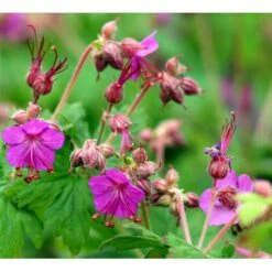 Storrodet Storkenæb 'Bevan's Variety' Geranium Macrorrhizum 'Bevan's Variety' 10 Cm. Potte 12 Storrodet Storkenæb 'Bevan's Variety' Geranium Macrorrhizum 'Bevan's Variety' 10 Cm. Potte -Montoz Butik mi3285 geranium macrorrhizum bevan s variety c144