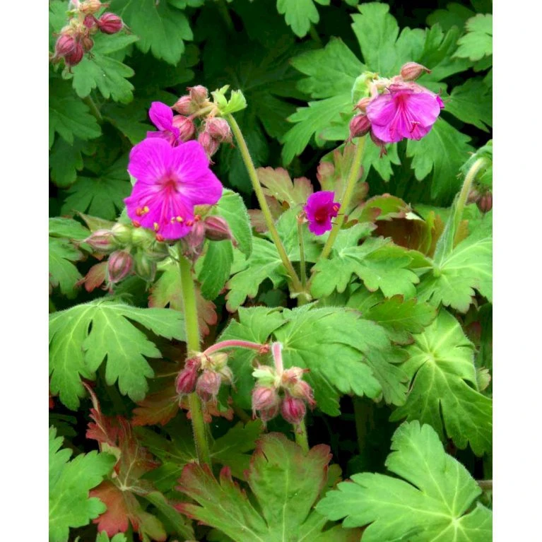 Storrodet Storkenæb 'Bevan's Variety' Geranium Macrorrhizum 'Bevan's Variety' 10 Cm. Potte 6 Storrodet Storkenæb 'Bevan's Variety' Geranium Macrorrhizum 'Bevan's Variety' 10 Cm. Potte - Billede 4