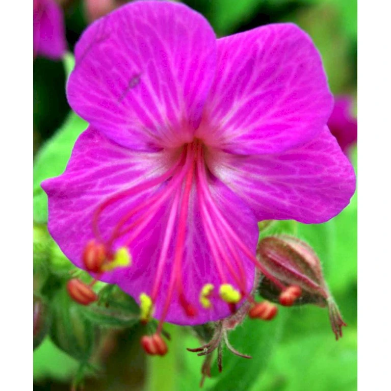 Storrodet Storkenæb 'Bevan's Variety' Geranium Macrorrhizum 'Bevan's Variety' 10 Cm. Potte 5 Storrodet Storkenæb 'Bevan's Variety' Geranium Macrorrhizum 'Bevan's Variety' 10 Cm. Potte - Billede 3